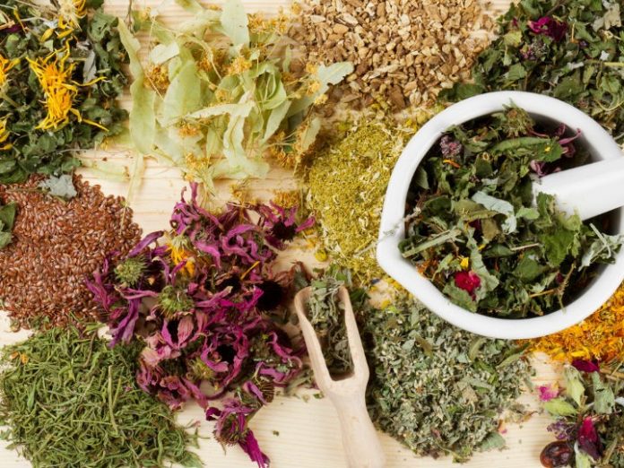 Las mejores plantas medicinales para controlar la diabetes. ¡Bájale al azúcar en tu sangre!